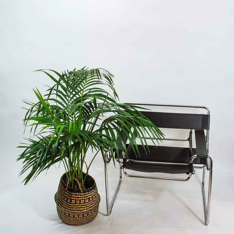 kentia-palm-howea-forsteriana-8-inch-pot Kentia Palm: Howea forsteriana – 8 inch pot