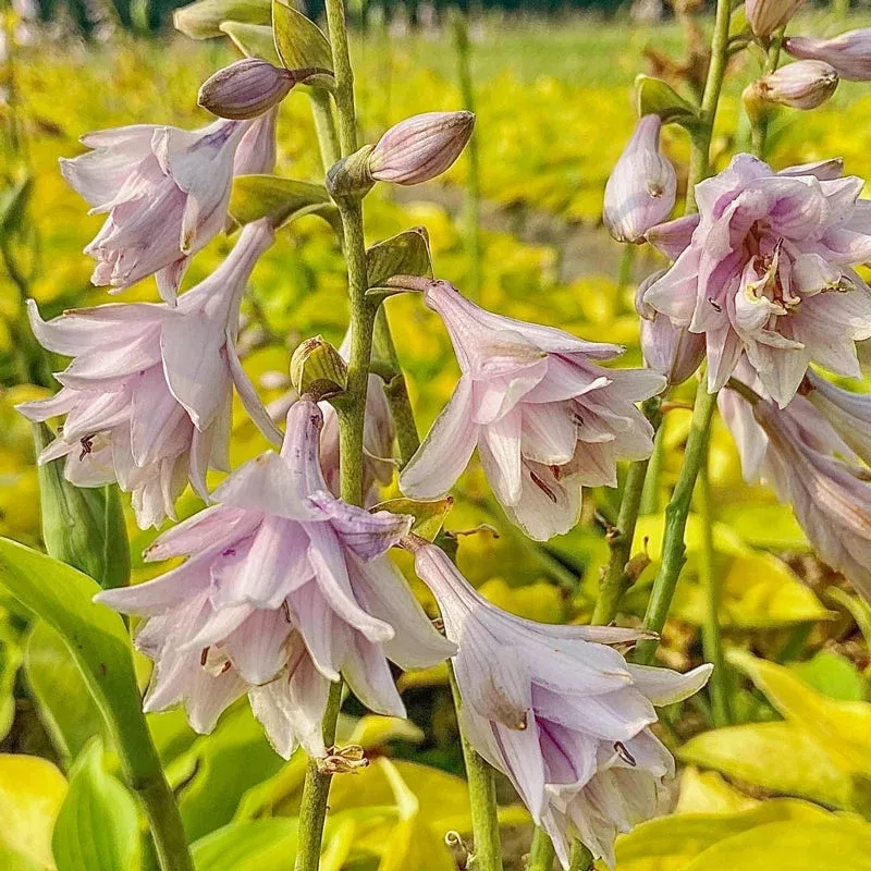 Ki-renjyaku Hosta