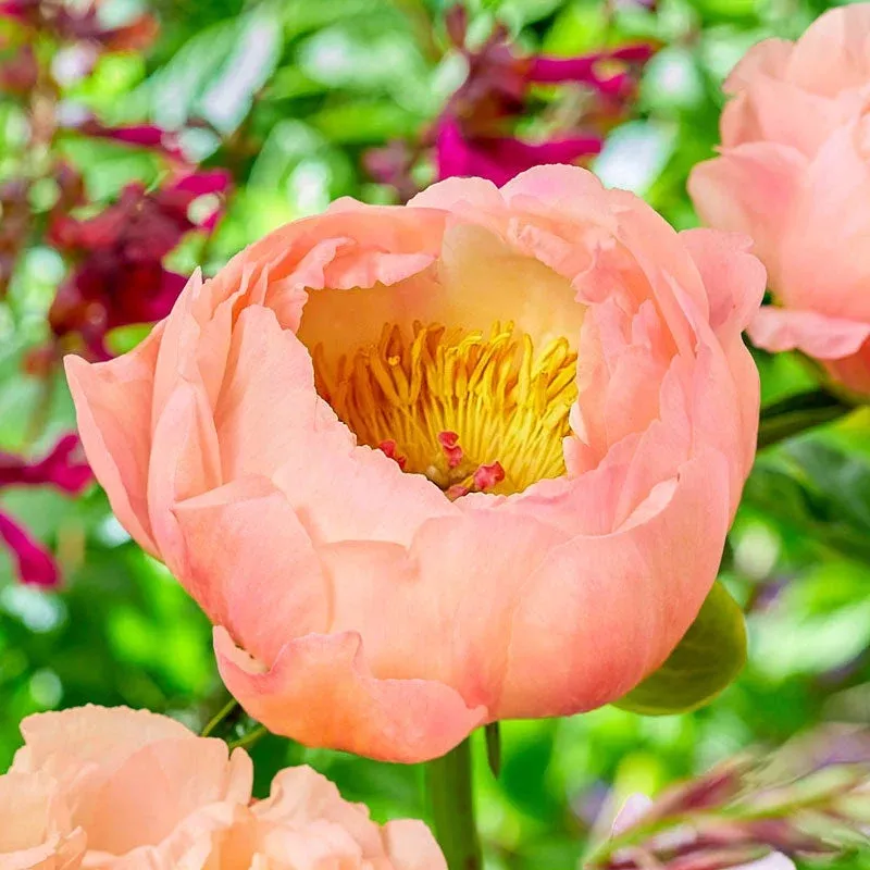 king-s-day-peony King’s Day Peony