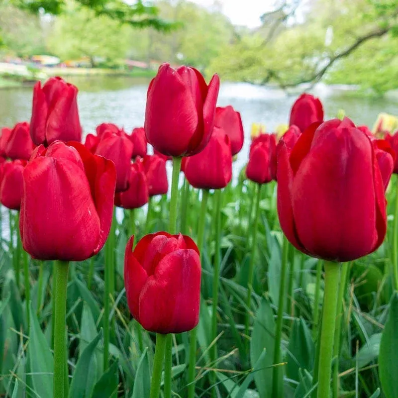 kingsblood-tulip Kingsblood Tulip
