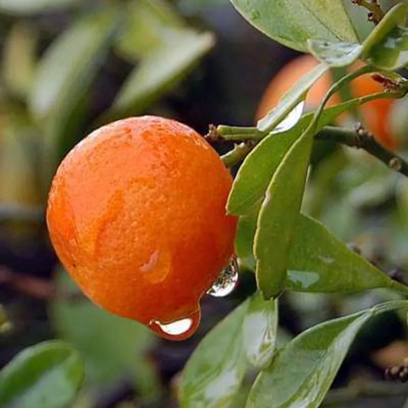kinnow-citrus-plant Kinnow, Citrus – Plant