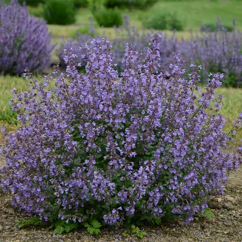 kitten-around-catmint Kitten Around Catmint