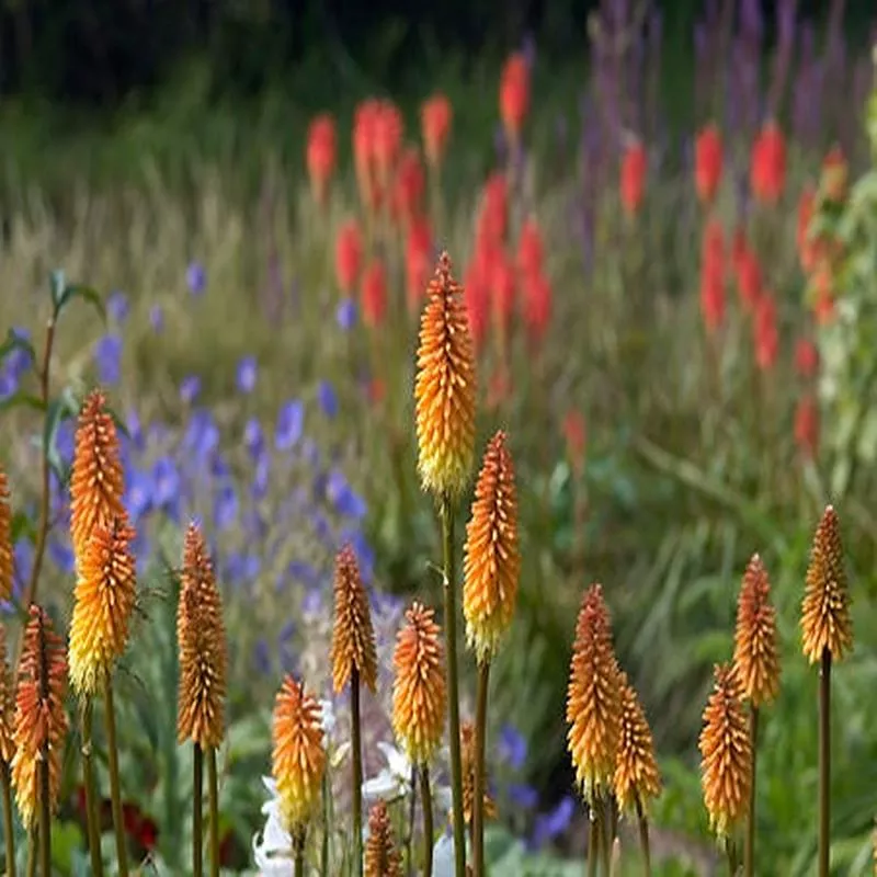 kniphofia-apricot-souffle KNIPHOFIA ‘APRICOT SOUFFLE’