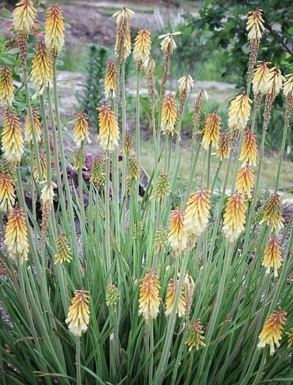 kniphofia-nose-job Kniphofia ‘Nose Job’