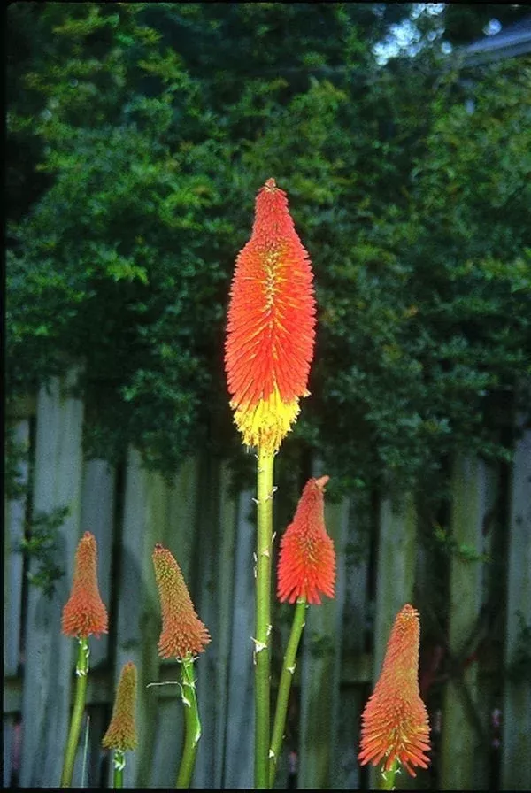 kniphofia-prince-igor Kniphofia ‘Prince Igor’