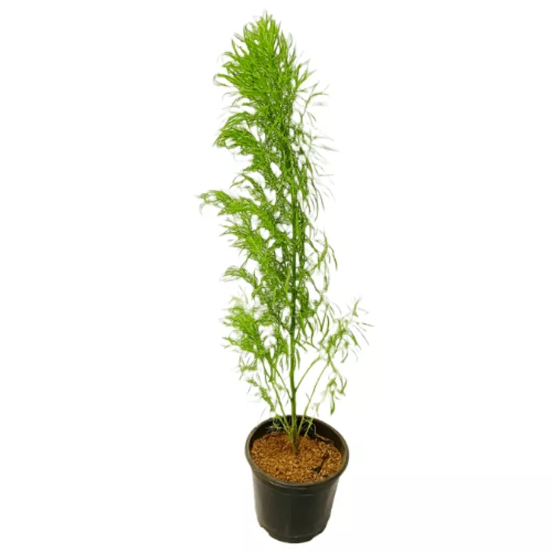 kochia-plant Kochia Plant
