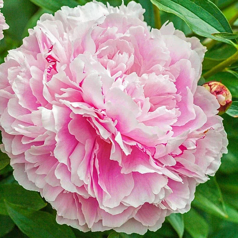 lady-alexandra-duff-peony Lady Alexandra Duff Peony