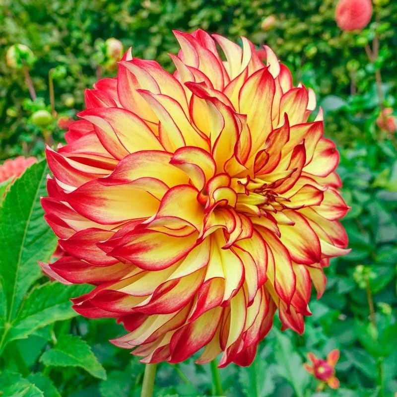lady-darlene-dahlia Lady Darlene Dahlia