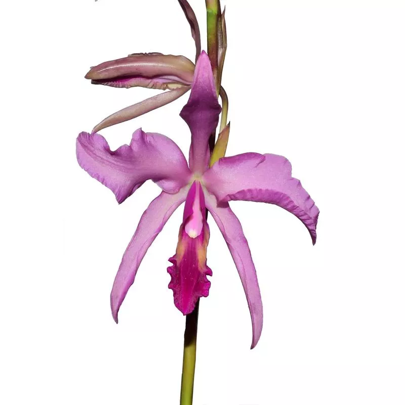 laeliocattleya-el-ranchito Laeliocattleya El Ranchito