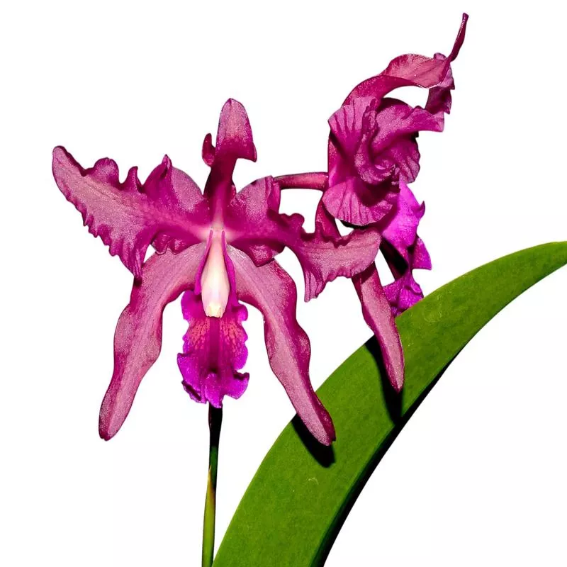 laeliocattleya-margaret-ackerley Laeliocattleya Margaret Ackerley