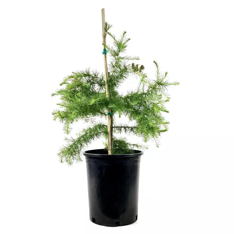 larch-5-gal-siberian Larch 5 gal Siberian