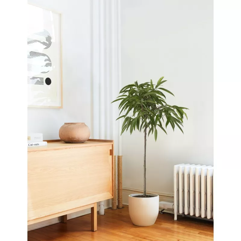 large-ficus-alii-cream Large Ficus Alii Cream