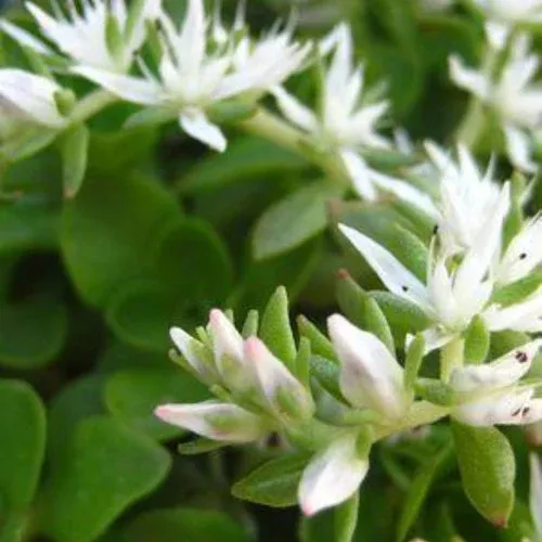 Larinem Park Stonecrop Sedum