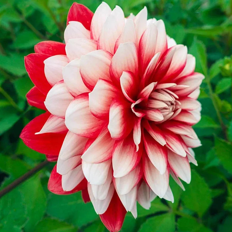 larry-s-love-dahlia Larry’s Love Dahlia
