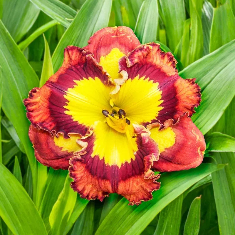 lava-lamp-reblooming-daylily Lava Lamp Reblooming Daylily