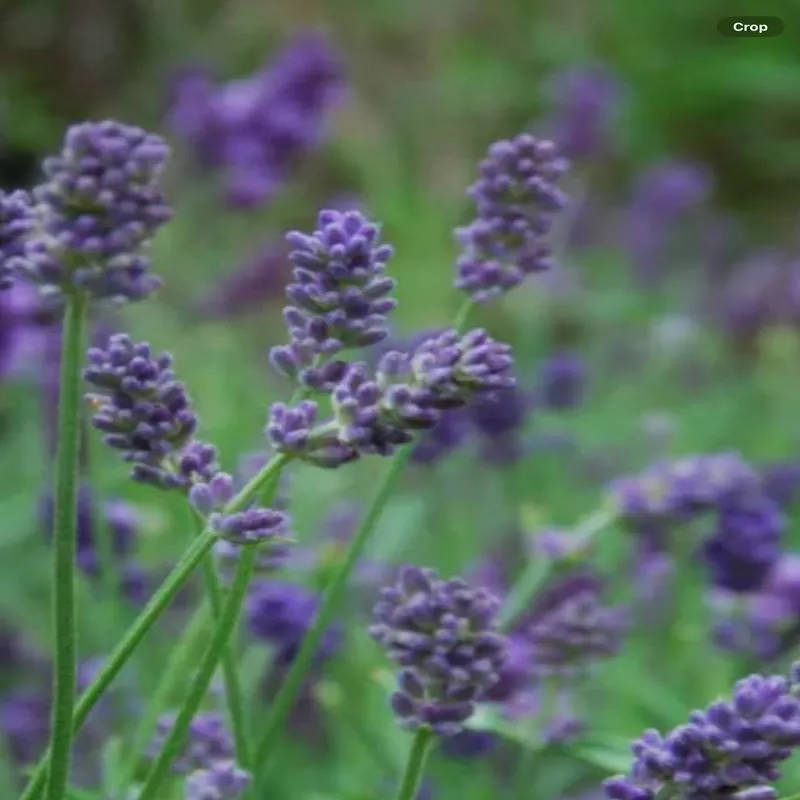 Lavandula Angustifolia Provence