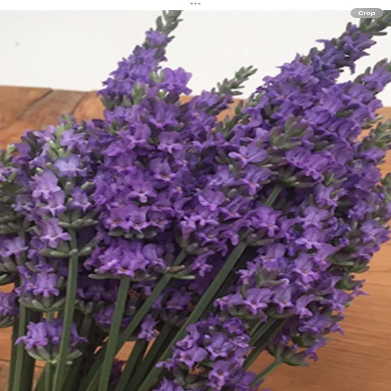lavandula-angustifolia-sensational Lavandula Angustifolia Sensational
