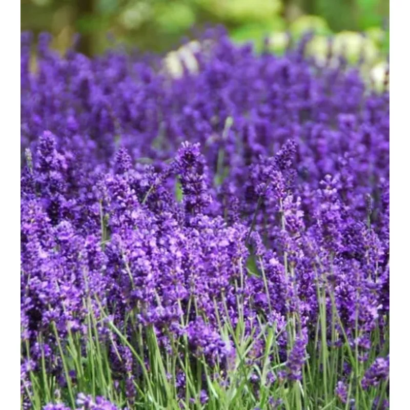 lavandula-hidcote-1-qt Lavandula Hidcote 1 qt