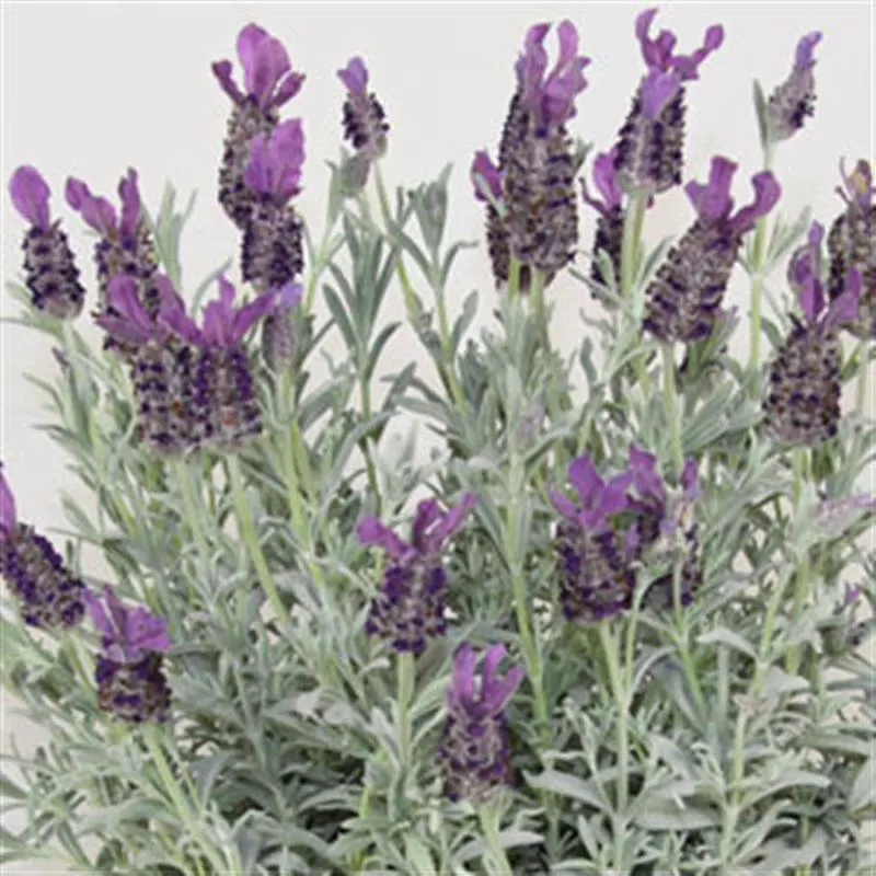 Lavandula stoechas ‘Anouk Deep Rose’
