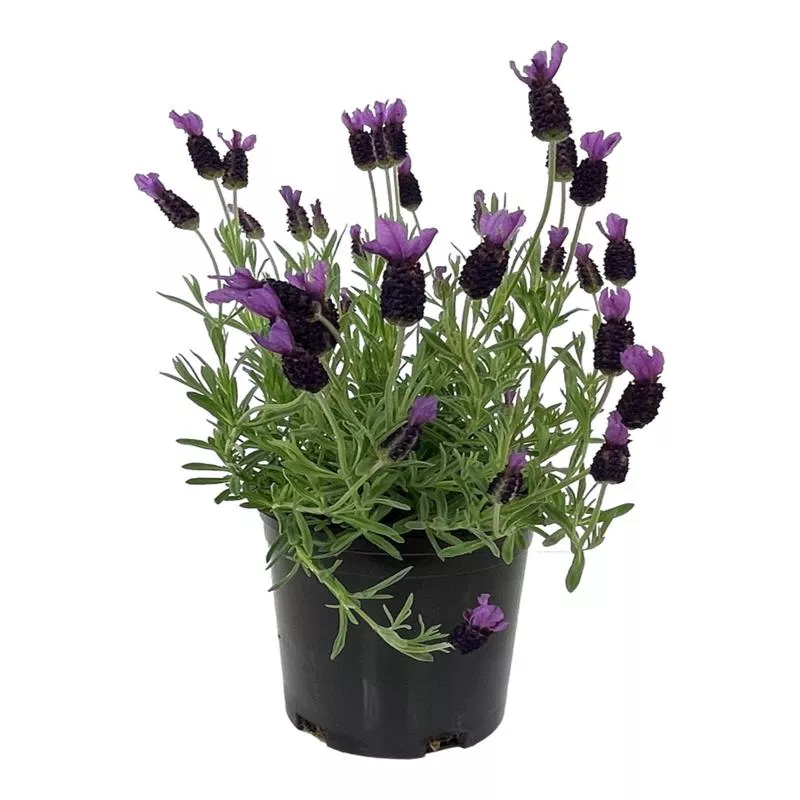 lavandula-stoechas-anouk-supreme Lavandula stoechas ‘Anouk Supreme’