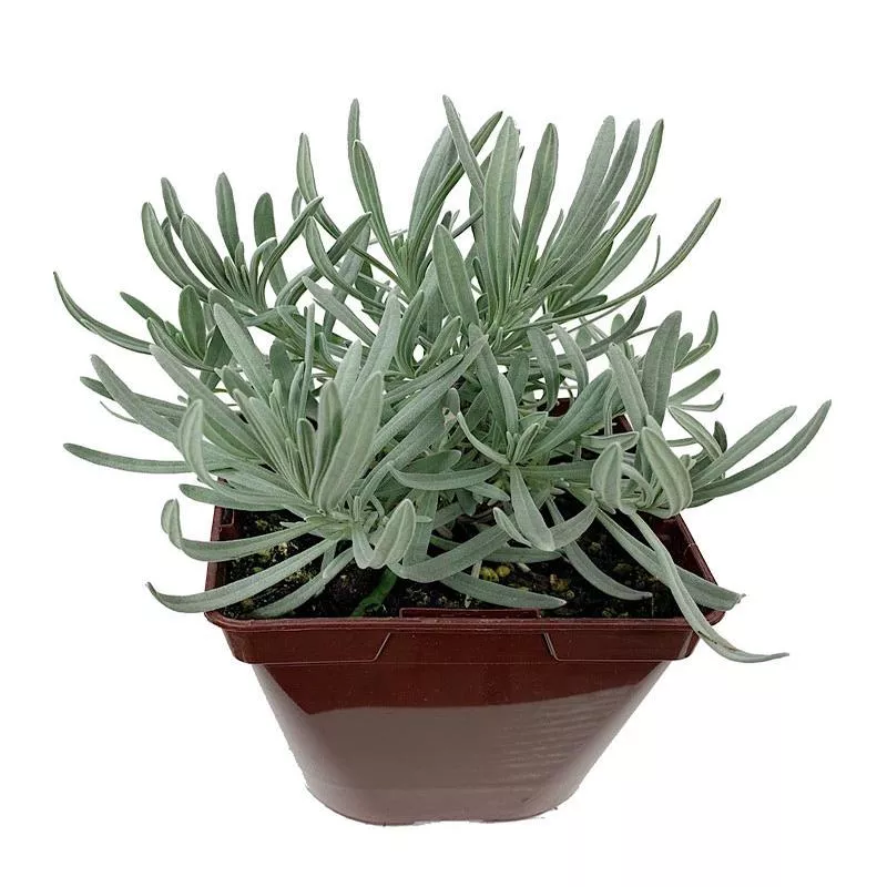 lavandula-x-intermedia-alba Lavandula x intermedia ‘Alba’