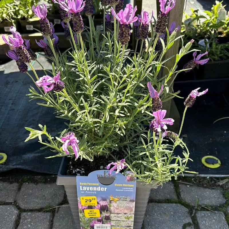 lavender-anouk-2gal Lavender ‘Anouk’ – 2Gal