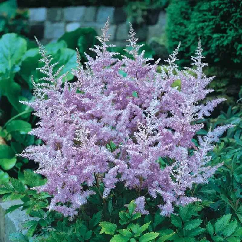 lavender-astilbe Lavender Astilbe