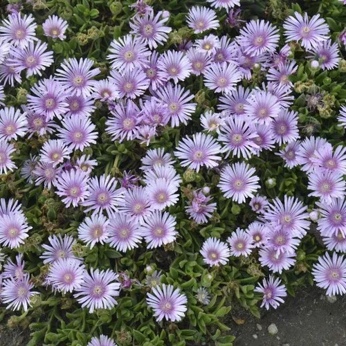 Lavender Ice Hardy Ice Plant
