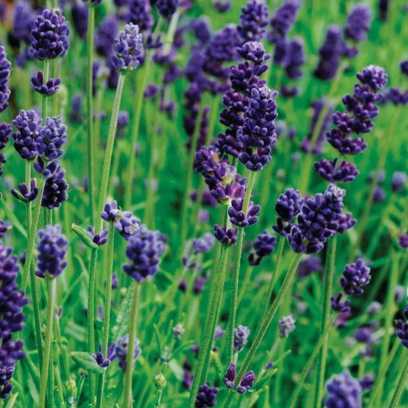 lavender-lavance-deep-purple-seed Lavender Lavance Deep Purple Seed