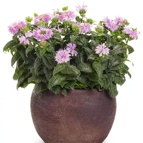 Leading Lady Lilac Bee Balm