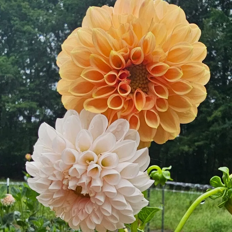 lee-s-kewpie-dahlia Lee’s Kewpie Dahlia