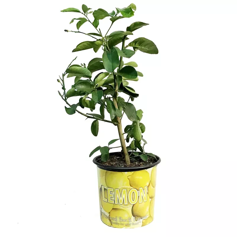 lemon-10in-ponderosa Lemon 10in Ponderosa