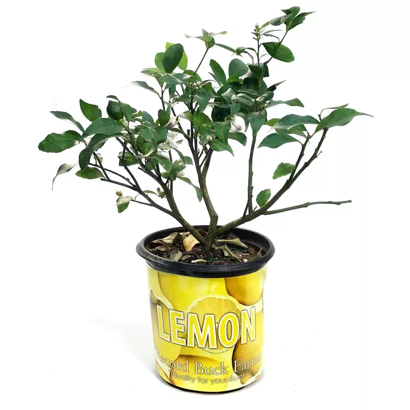lemon-8-in-meyer Lemon 8 in Meyer