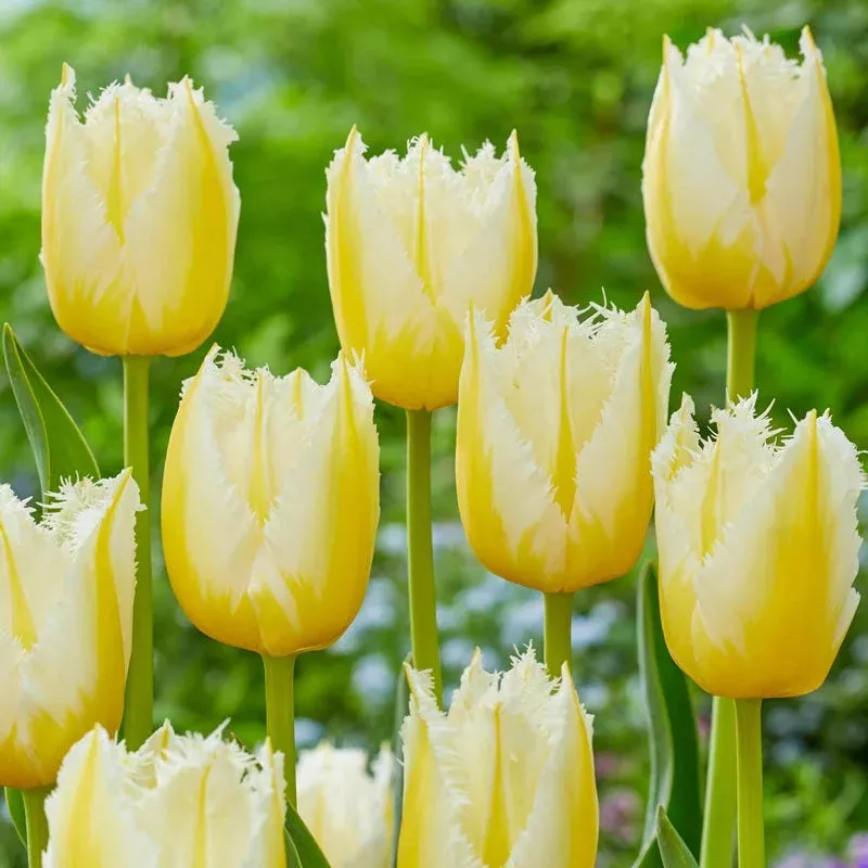 lemon-beauty-tulip Lemon Beauty Tulip