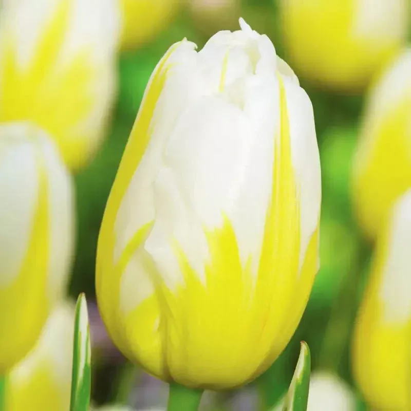 lemon-meringue-tulip Lemon Meringue Tulip
