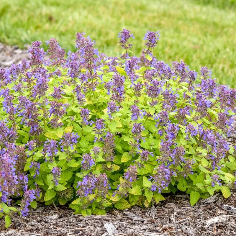 lemon-purrfection-catmint-nepeta ‘Lemon Purrfection’ Catmint (Nepeta)