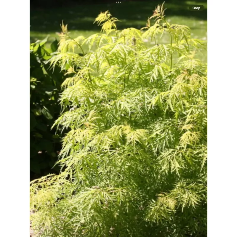 lemony-lace-elderberrysambucus-racemosa Lemony Lace ElderberrySambucus racemosa