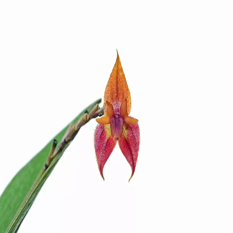 Lepanthes antilocapra