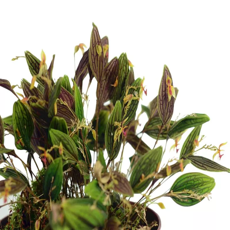 lepanthes-hexapus Lepanthes hexapus