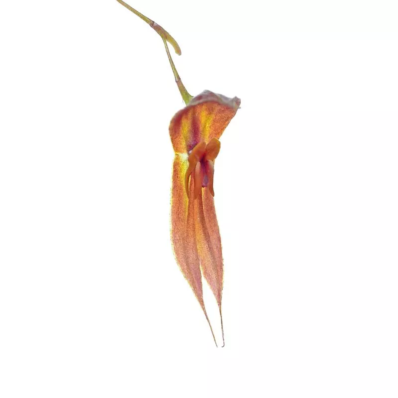 Lepanthes ophioglossa