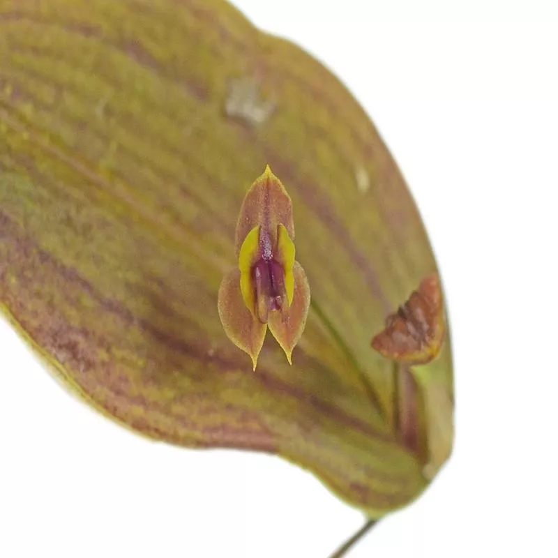 Lepanthes smaragdina