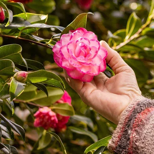Leslie Ann Camellia