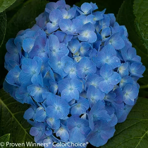 let-s-dance-blue-jangles-hydrangea Let’s Dance Blue Jangles Hydrangea