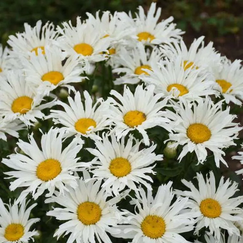 Leucanthemum s. ‘Spun Silk’