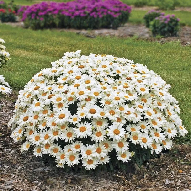 leucanthemum-whoops-daisy Leucanthemum Whoops-a-Daisy
