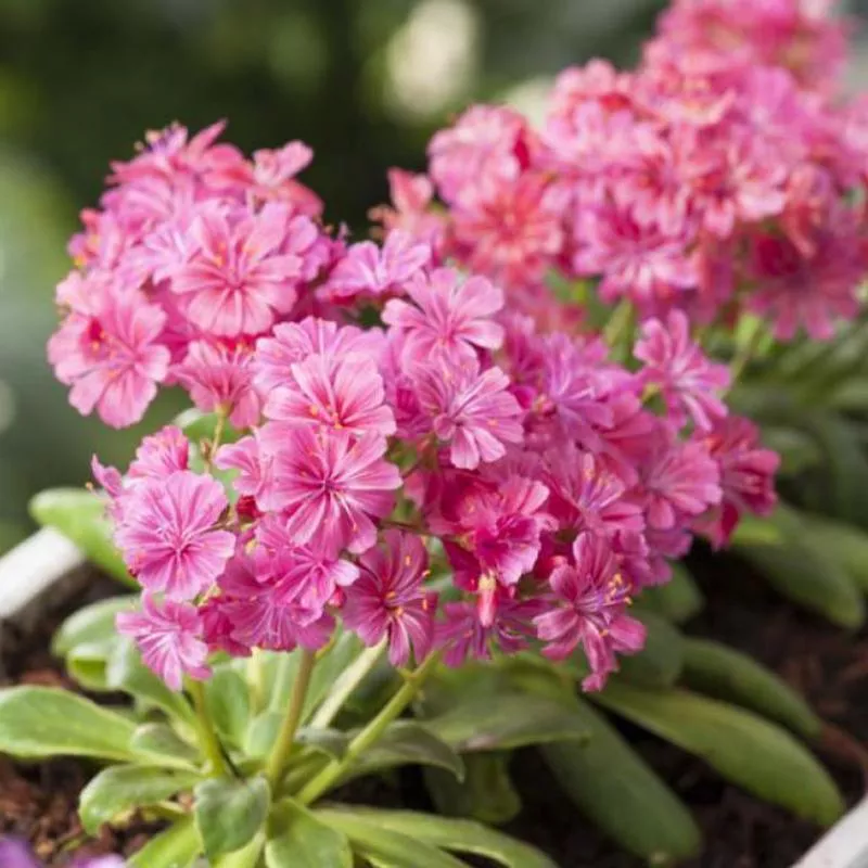 LEWISIA ELISE RUBY RED – QUART POT