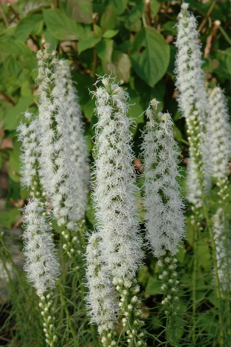 Liatris Floristan White
