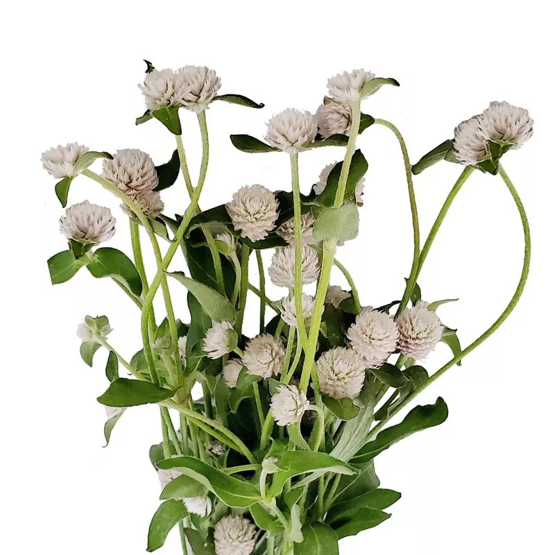 light-pink-gomphrena Light Pink Gomphrena