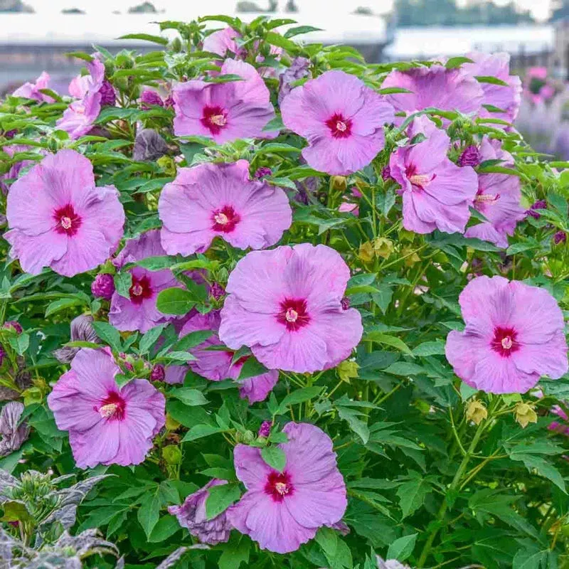 lilac-crush-hibiscus Lilac Crush Hibiscus