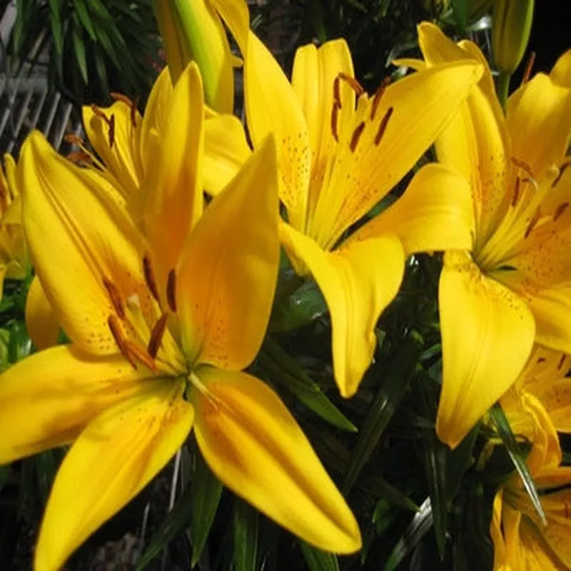 Lilium asiatic ‘Tiny Bee’
